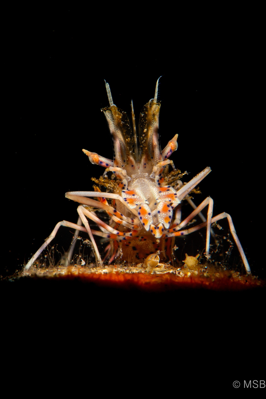 Tiger shrimp with snoot. by Mehmet Salih Bilal 