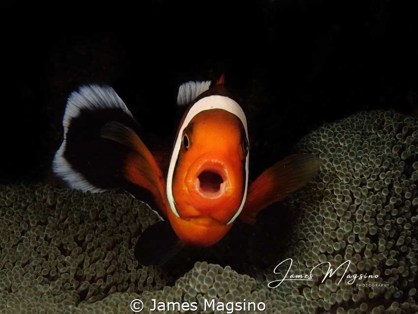 clown fish by James Magsino 
