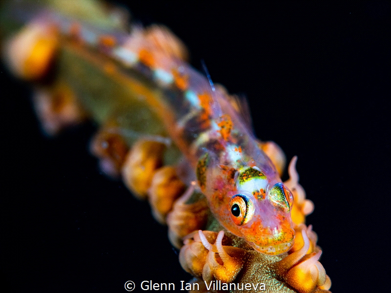 This is a photo of another whipcoral shrimp on his natura... by Glenn Ian Villanueva 