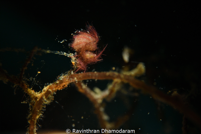 This is always challenging to shoot , hairy shrimp by Ravinthran Dhamodaram 