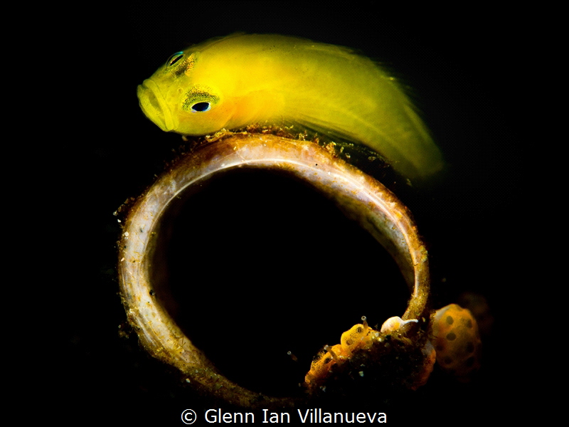 Thiis is a photo of a lemon goby in his natural habitat. ... by Glenn Ian Villanueva 