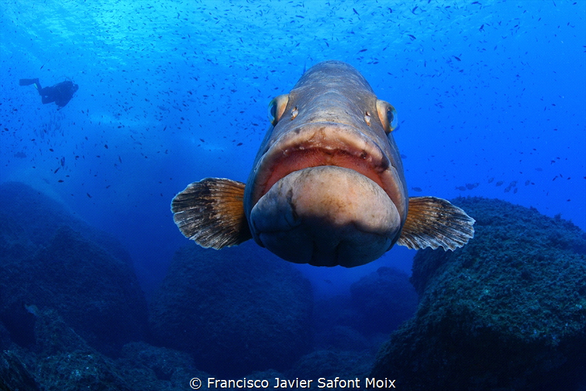 grouper by Francisco Javier Safont Moix 