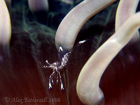 Tiny eeny shrimp flying about on an anenome... about 5mm ... by Alex Tattersall 