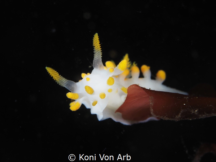 Face to face with a Limacia clavigera on a kelp leave by Koni Von Arb 