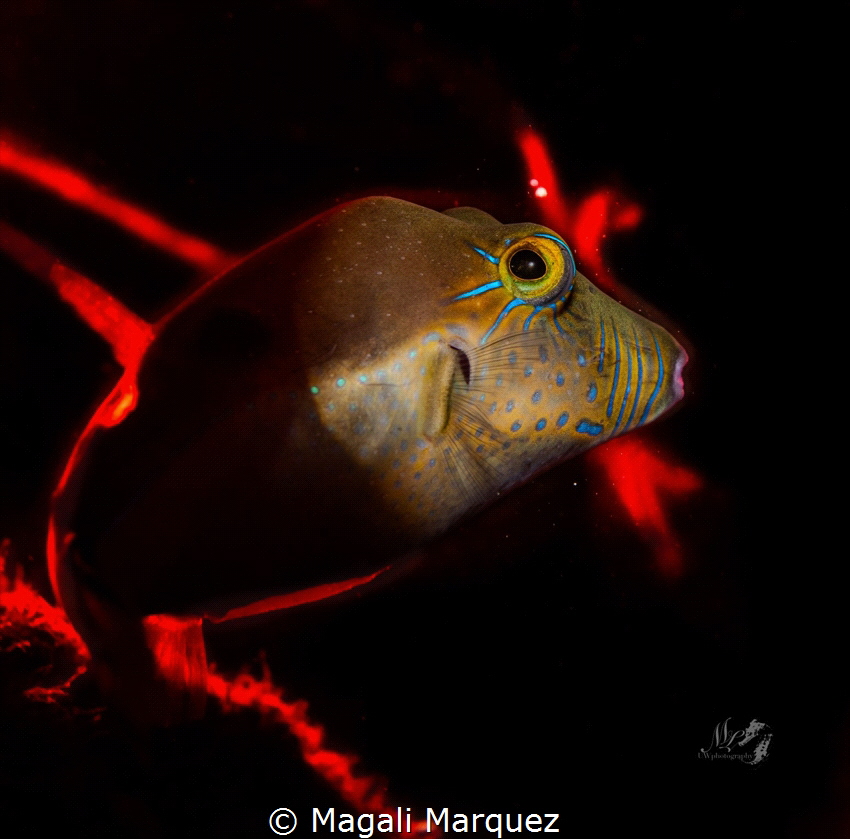 Baby Puffer by Magali Marquez 