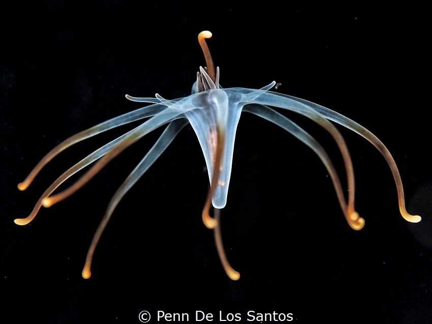 Larval tube anemone by Penn De Los Santos 