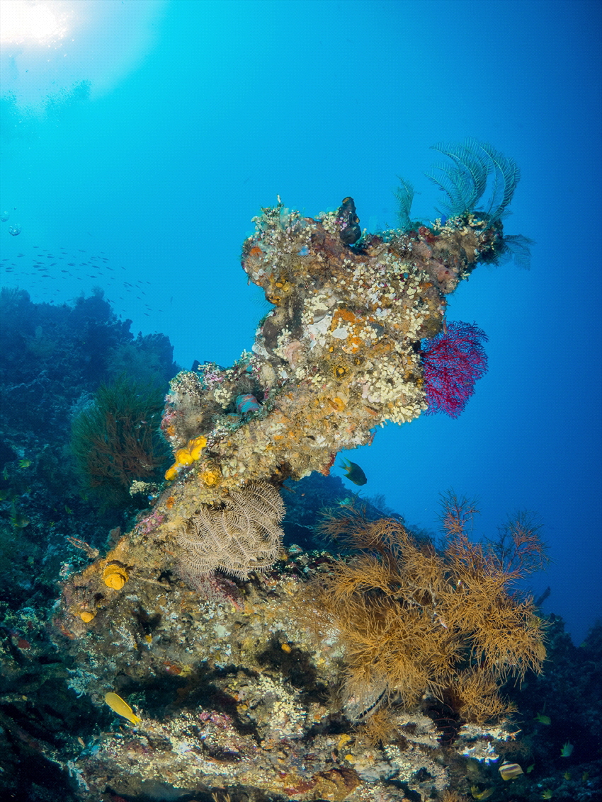 The Liberty wreck on Bali, one of the most famous wrecks ... by Brenda De Vries 