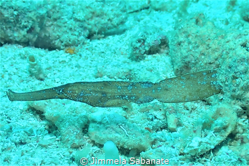 Robust ghost pipefish by Jimmela Sabanate 