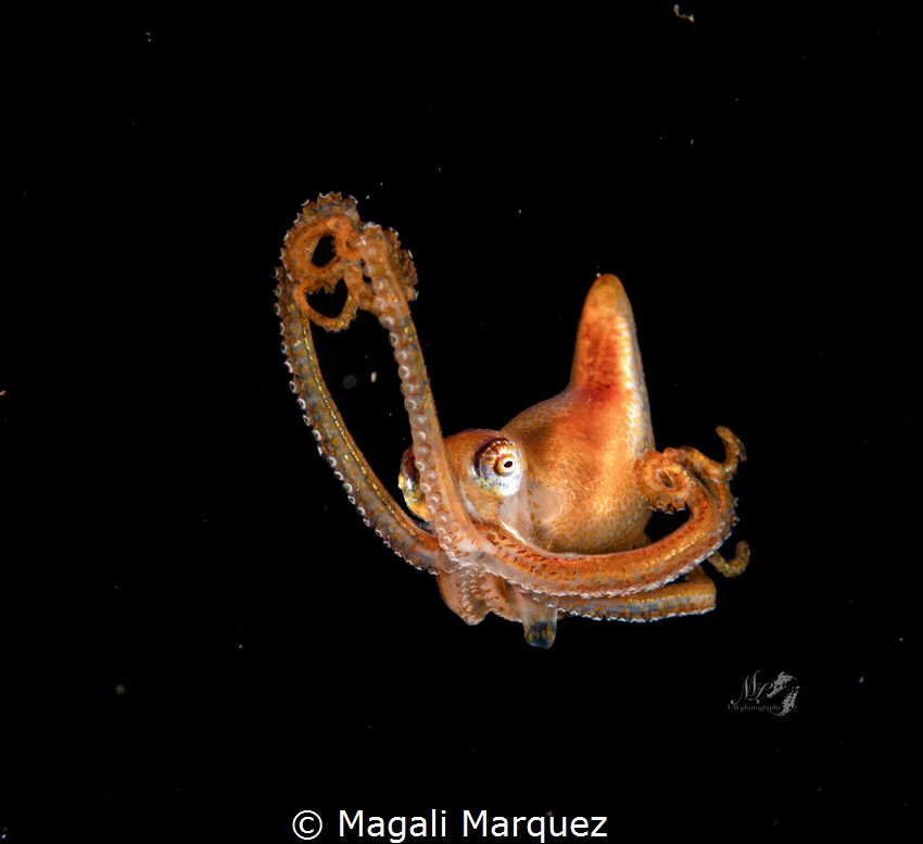 Longarm Octopus 
Bonfire dive Puerto Rico by Magali Marquez 