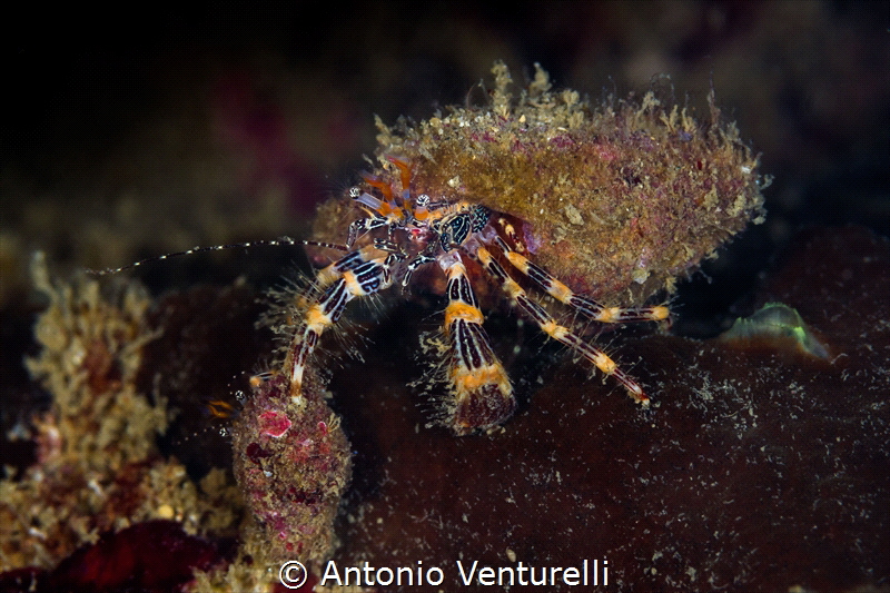 Small colorful creatures of the Indian Ocean_Dec-2023
(C... by Antonio Venturelli 