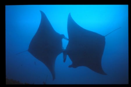 2 mantas caught during a dive in the maldives in 2006. by Andy Kutsch 