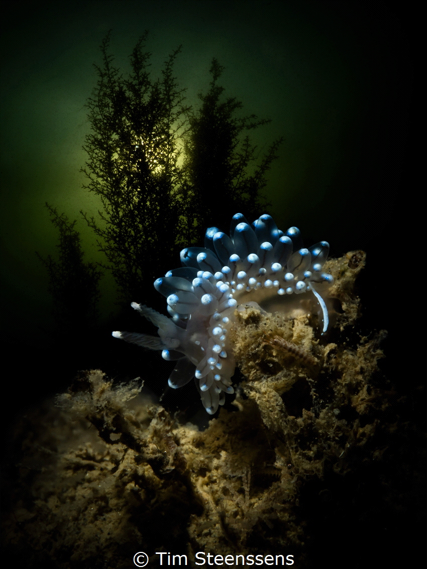 Antiopella cristata - Nudibranch in the estuary of the Ea... by Tim Steenssens 