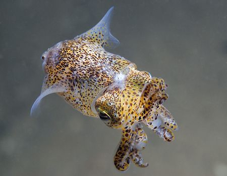 Little cuttlefish,under Trefor pier.
North Wales. D200,6... by Derek Haslam 