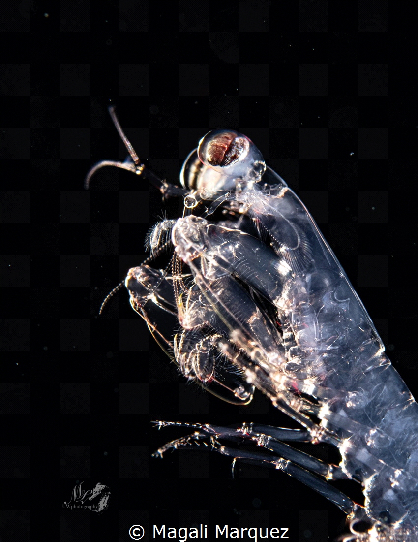 Portrait Mantis shrimp larval stage 
Bonfire diving 
Ag... by Magali Marquez 