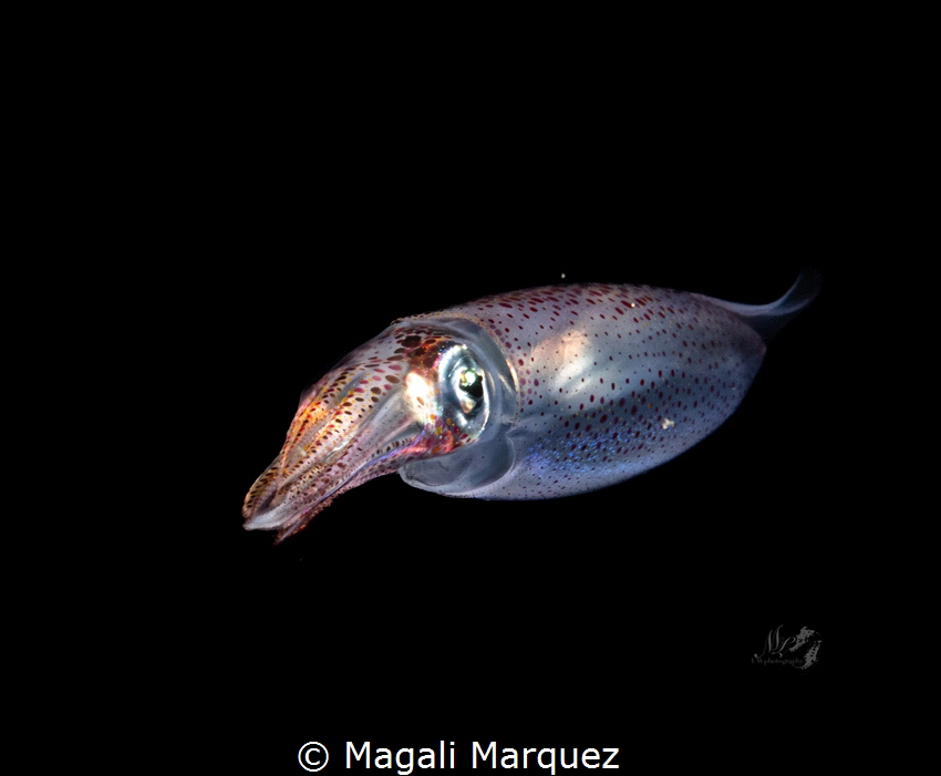 Arrow squid 
Bonfire diving 
Aguadilla Puerto Rico by Magali Marquez 