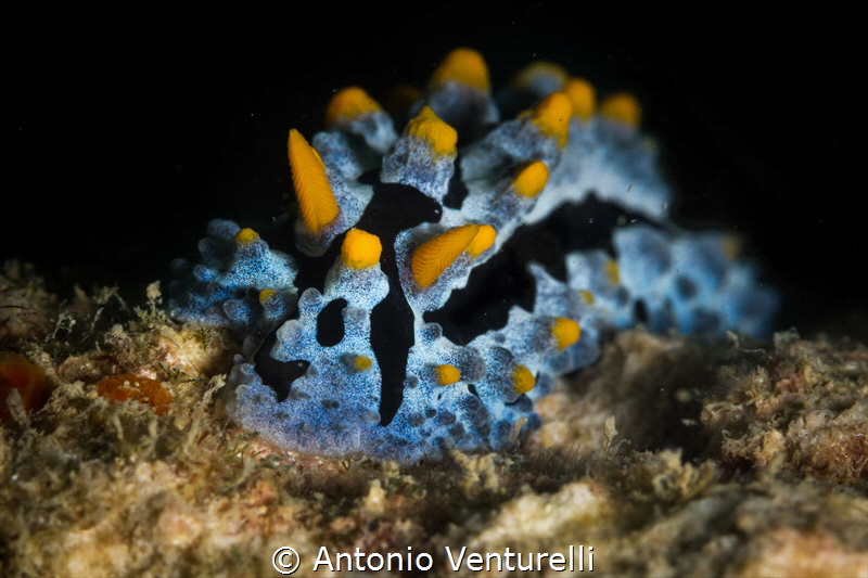 An electric blue for this beautiful specimen of nudibranc... by Antonio Venturelli 