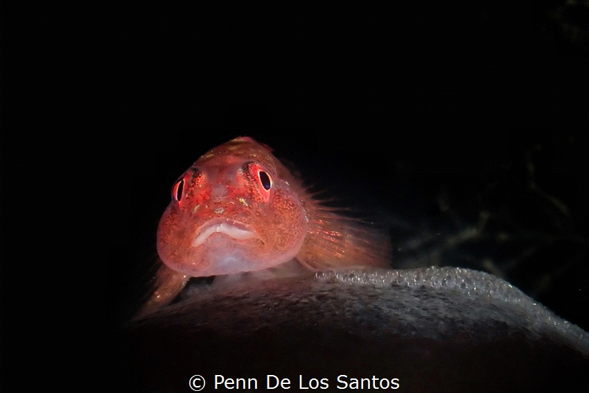 Red goby with eggs by Penn De Los Santos 