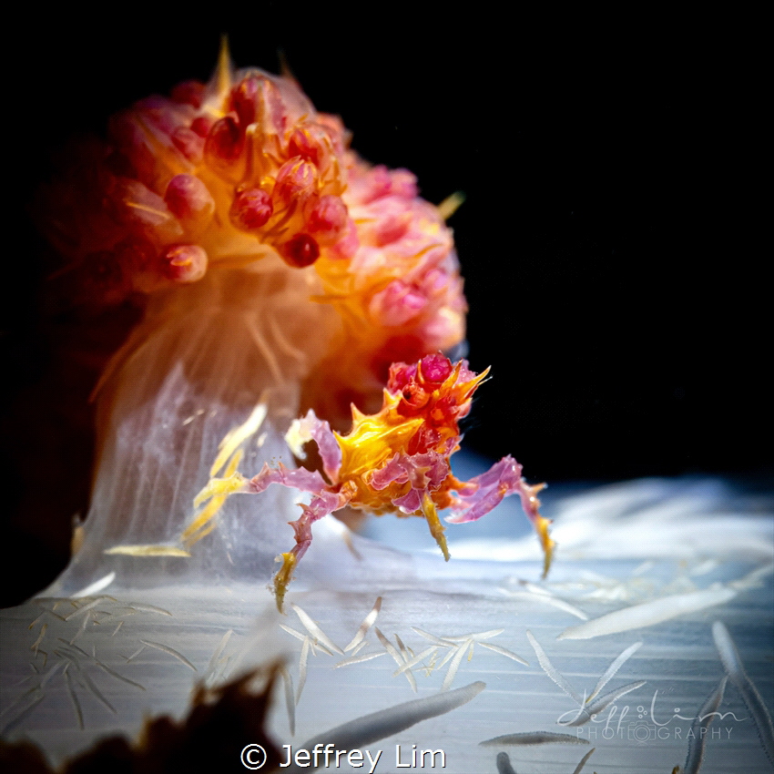 Juvenile candy crab by Jeffrey Lim 