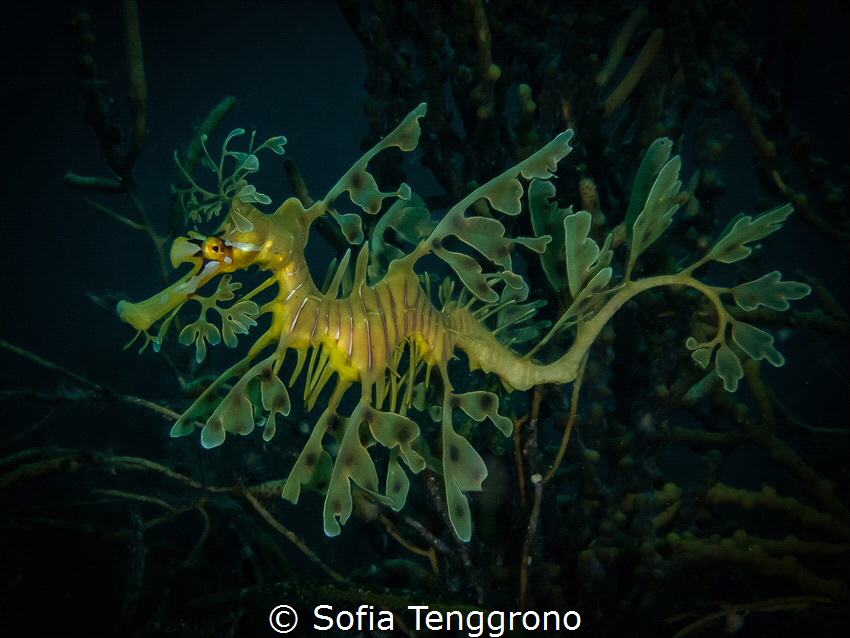 Leafy seadragon by Sofia Tenggrono 
