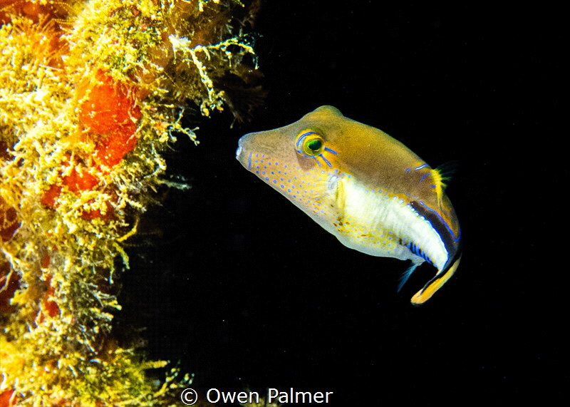 "The Nose Knows"
Sharpnose Puffer on the Spiegel Grove w... by Owen Palmer 