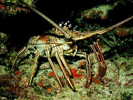 Spiny lobster loves the attention! by Peter Foulds 