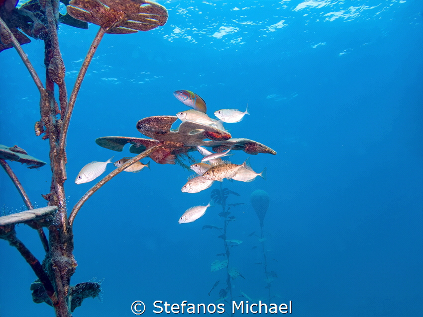 Marbled Spinefoot - Siganus rivulatus by Stefanos Michael 