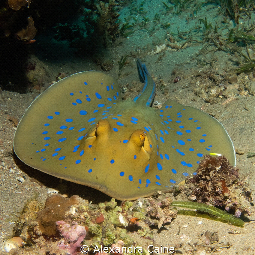 Blue spotted Stingray at the base of the reef
Canon G7X ... by Alexandra Caine 