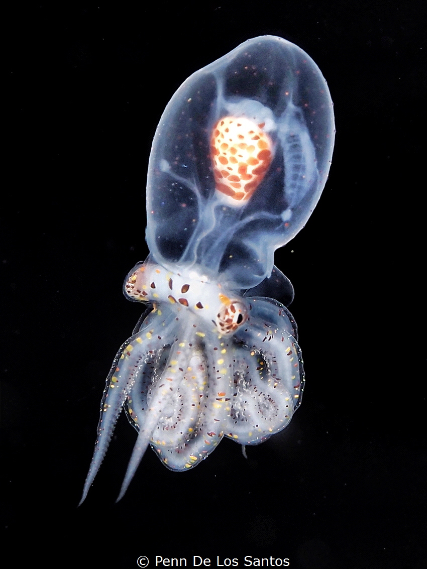 Larval Wonderpus Octopus. by Penn De Los Santos 