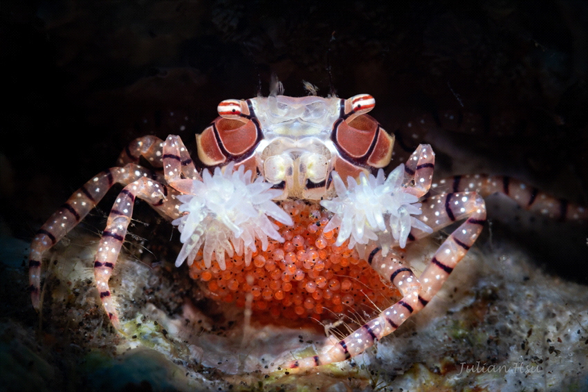 Boxer crab carrying eggs by Julian Hsu 