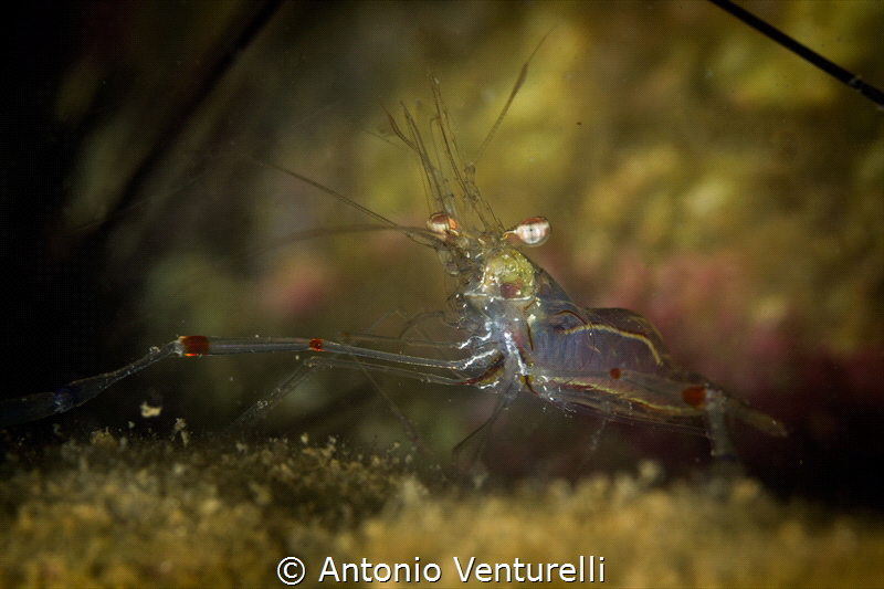 Transparent glass shrimp close up_Jan 2024
(Canon100,1/2... by Antonio Venturelli 
