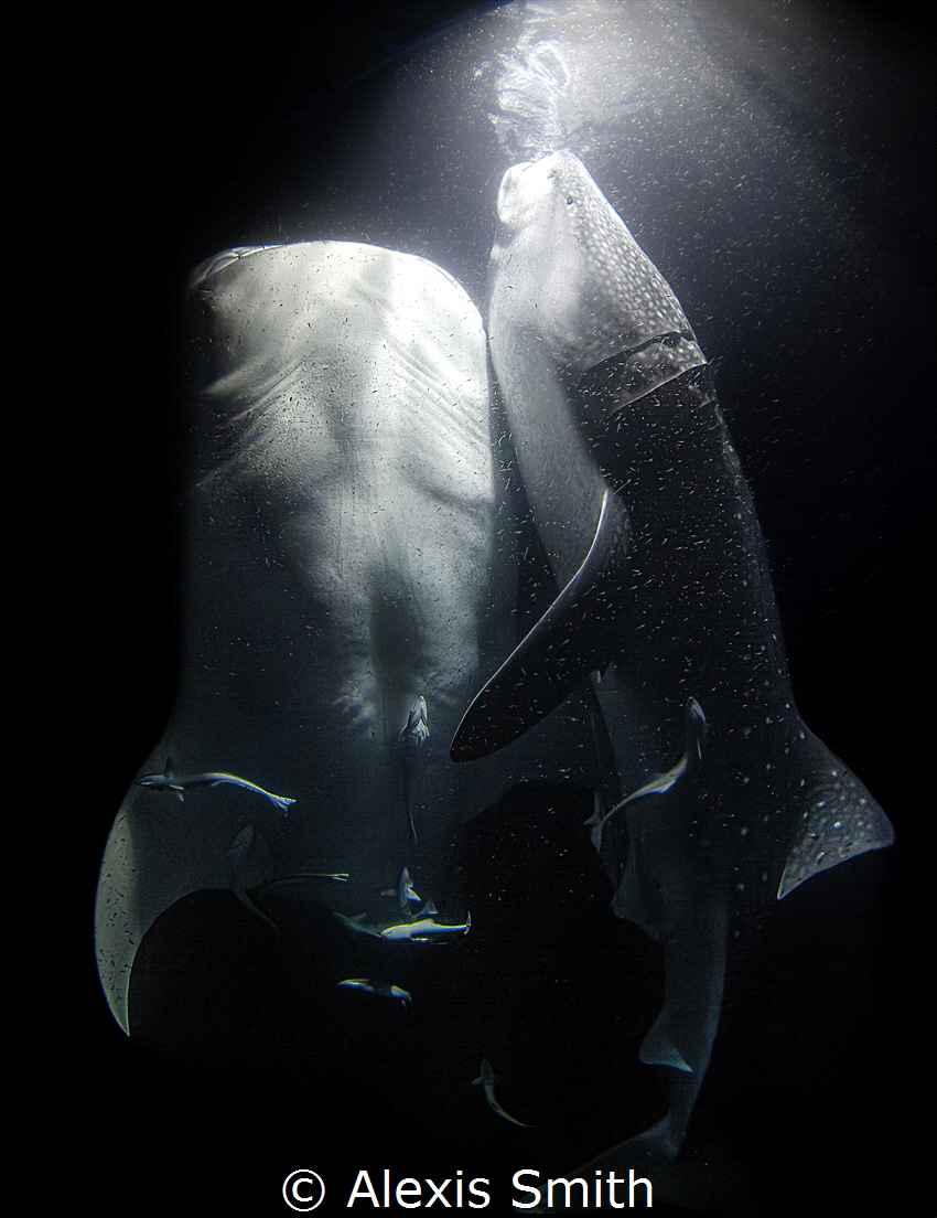 “Midnight snack”

Two whale sharks feeding at night at ... by Alexis Smith 