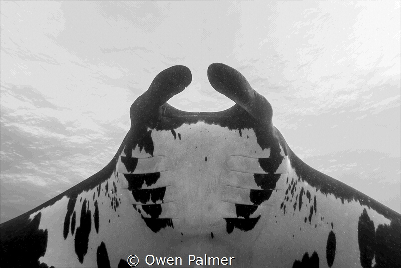 "Patterns from the Deep"
Oceanic Manta Ray
Socorro Isla... by Owen Palmer 