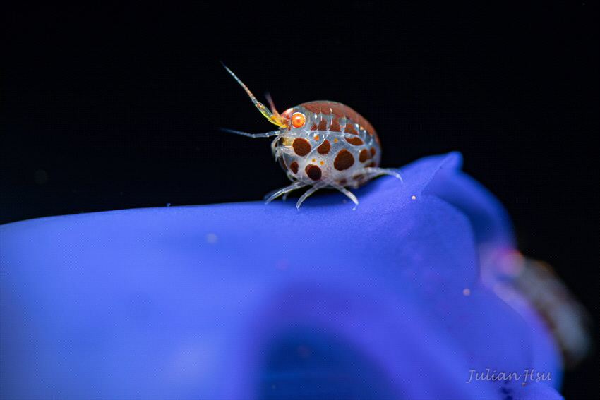 Ladybug (Amphipod) by Julian Hsu 