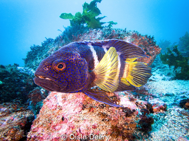 Eastern Blue Devil Fish at Shellharbour, New South Wales by Oisin Deery 