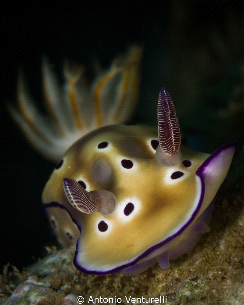 Hypselodoris Tryoni(Risbecia tryoni) nudibranch. Photo ta... by Antonio Venturelli 