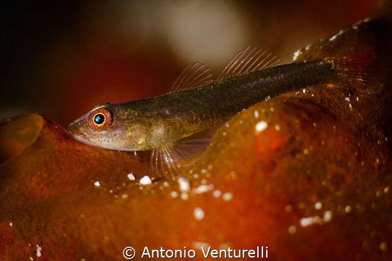 Tiny coral fish_Feb 2024
(Canon100, 1/200,f16,iso100) by Antonio Venturelli 