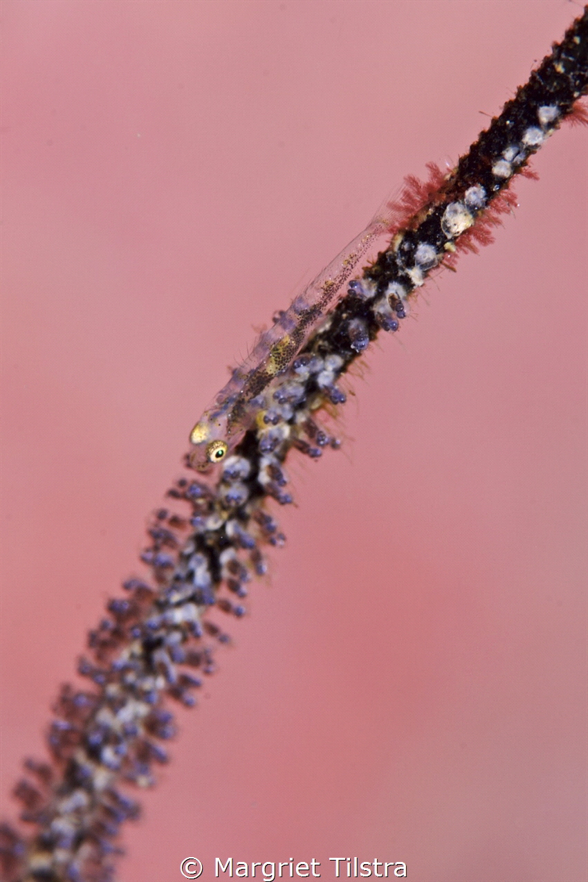 Pink is beautiful.
Goby on whip coral with pink coral in... by Margriet Tilstra 