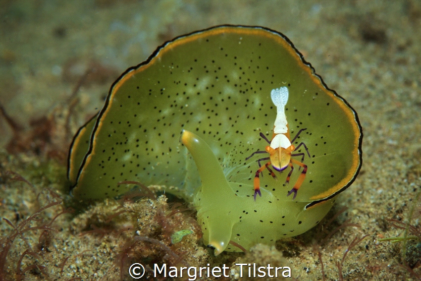 Me and my buddy.
Nudibranch with his shrimp friend.
Nik... by Margriet Tilstra 