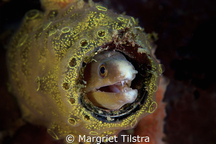 Moray eel hiding in a bottle.
Nikon D750, Nikkor 105mm, ... by Margriet Tilstra 