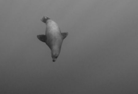 Another seal in B&W by Andy Lerner 