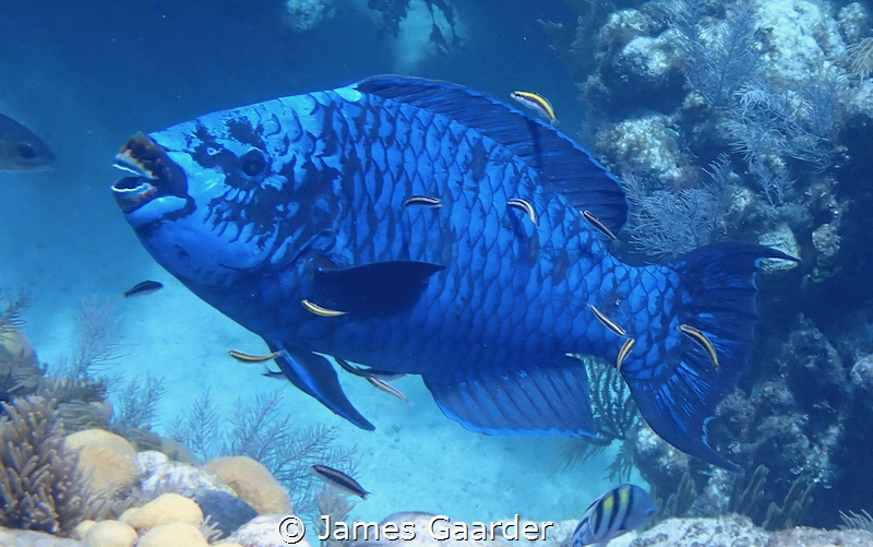 Midnight parrot fish being serviced by cleaner wrasses. T... by James Gaarder 