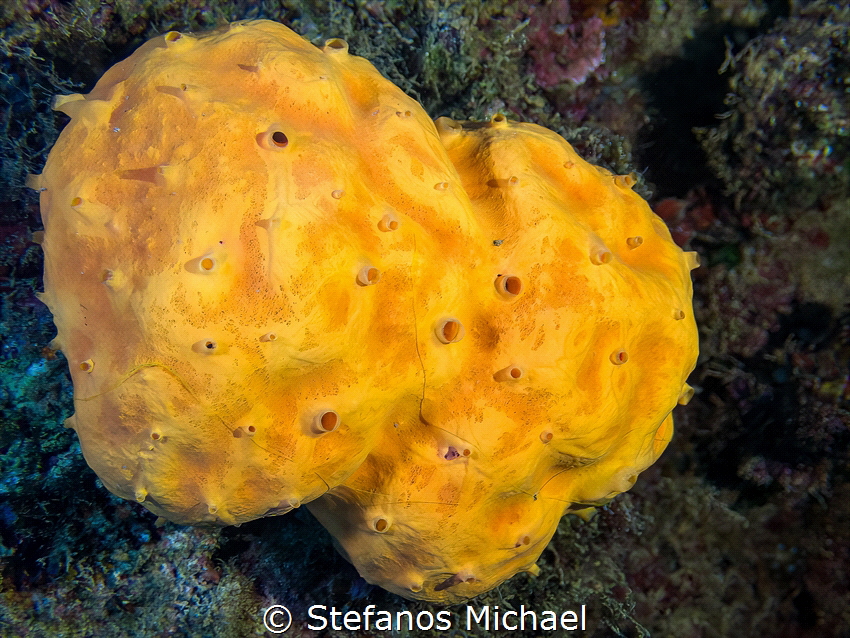 Orange Crater Sponge - Αgelas oroides by Stefanos Michael 