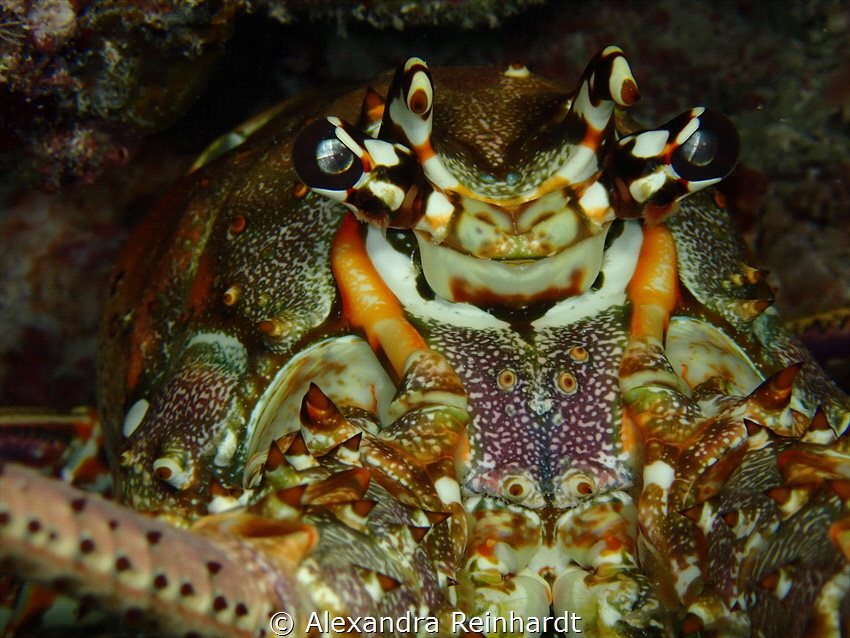 Resting bisque face. A spiny lobster resting in a reef in... by Alexandra Reinhardt 