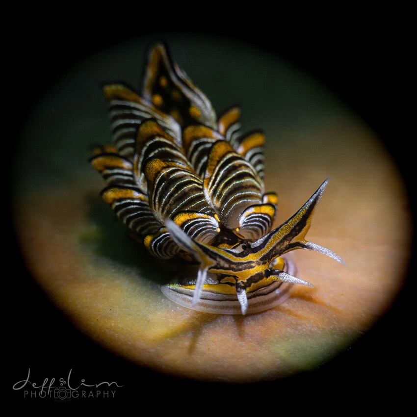 Tiger butterfly sea slug by Jeffrey Lim 
