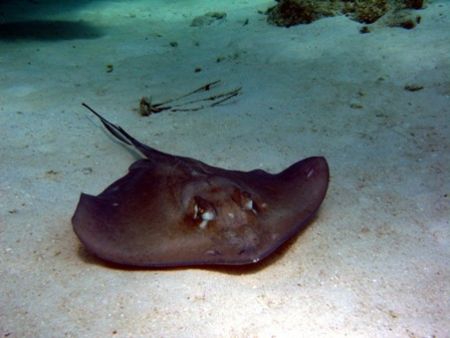 Stingray from Grand Cayman this August. Photo taken with ... by Bonnie Conley 