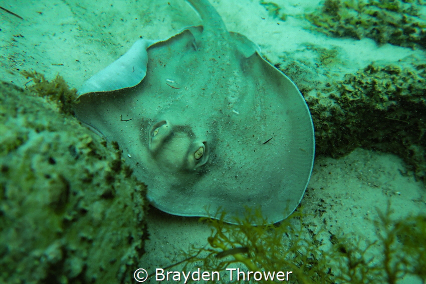A sparsely spotted stingaree I found at boat harbour Tasm... by Brayden Thrower 