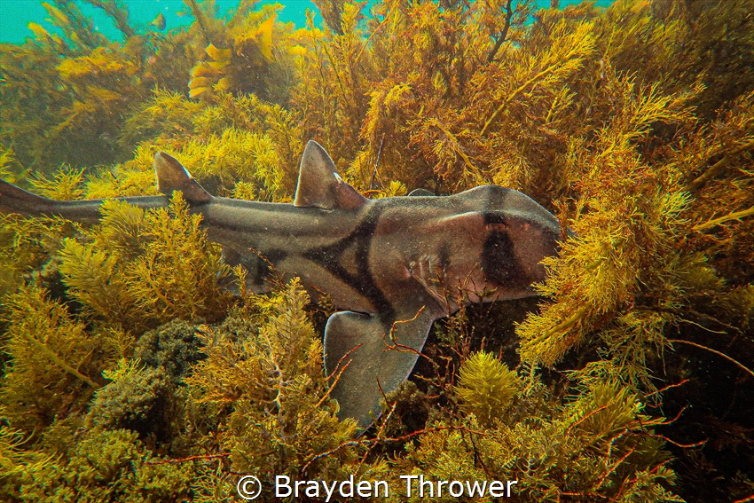 A beautiful Port Jackson shark nestled into the reef keep... by Brayden Thrower 