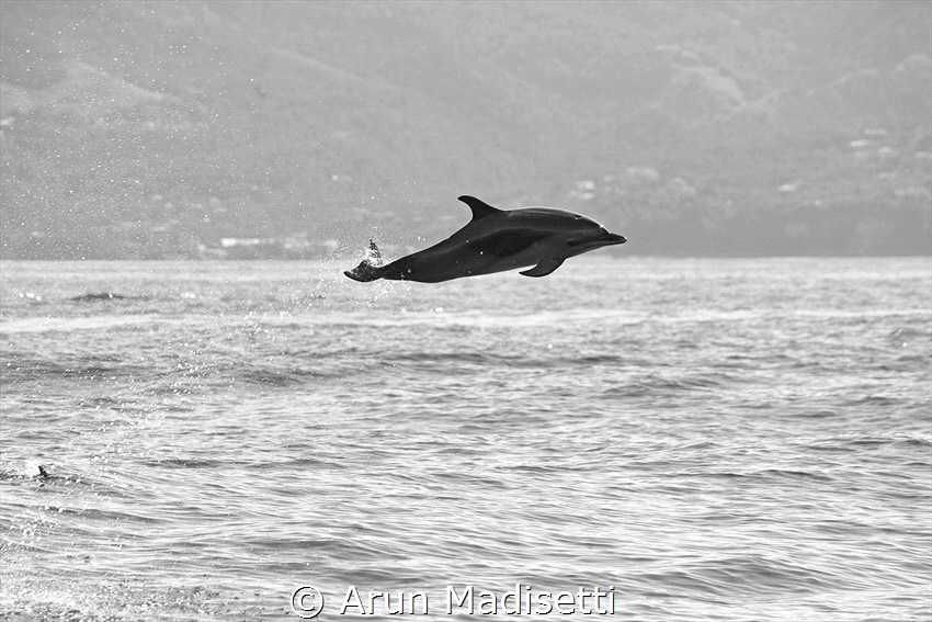 Pan Tropical Spotted Dolphin takes to the air by Arun Madisetti 