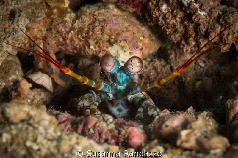 A beautiful Mantis shrimp photographed at " Madonna Rock"... by Susanna Randazzo 