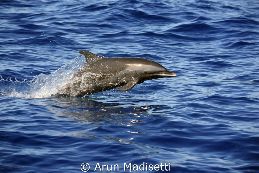 Pan Tropical Spotted Dolphin on a mission by Arun Madisetti 